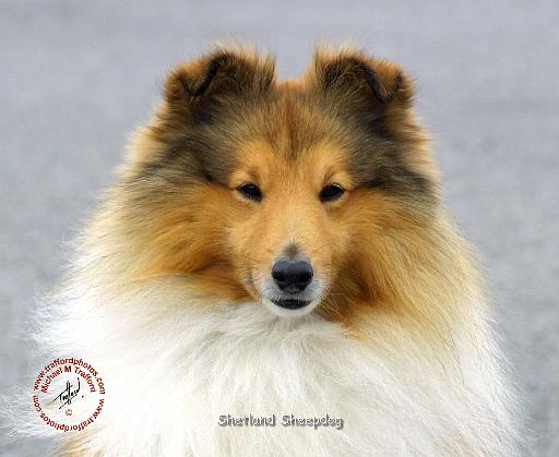 Shetland Sheepdog 9M053D-18.JPG